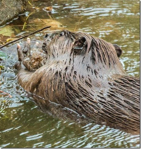 Beaver Lodge Spring 2018